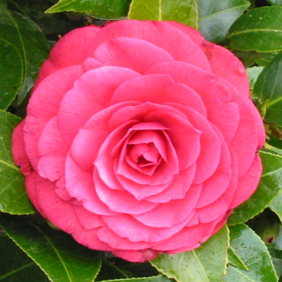 Camellia Red Red Rose